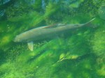 DSC00205_1 web.jpg